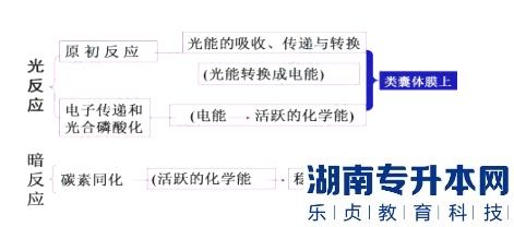 青岛农业大学海都学院2023年专升本植物生理学考试大纲