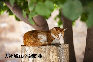 专升本应该选什么专业？这16个新职业你了解吗？