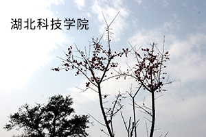 湖北科技学院2019年普通专升本招生简章：招生计划以及报名流